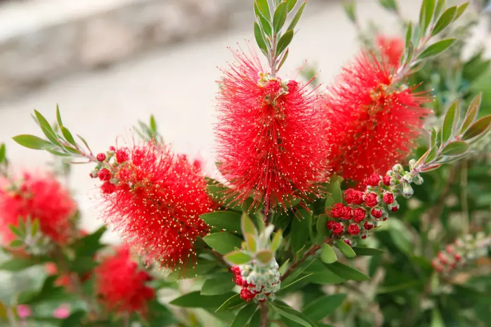 nejkrásnější stromy světa