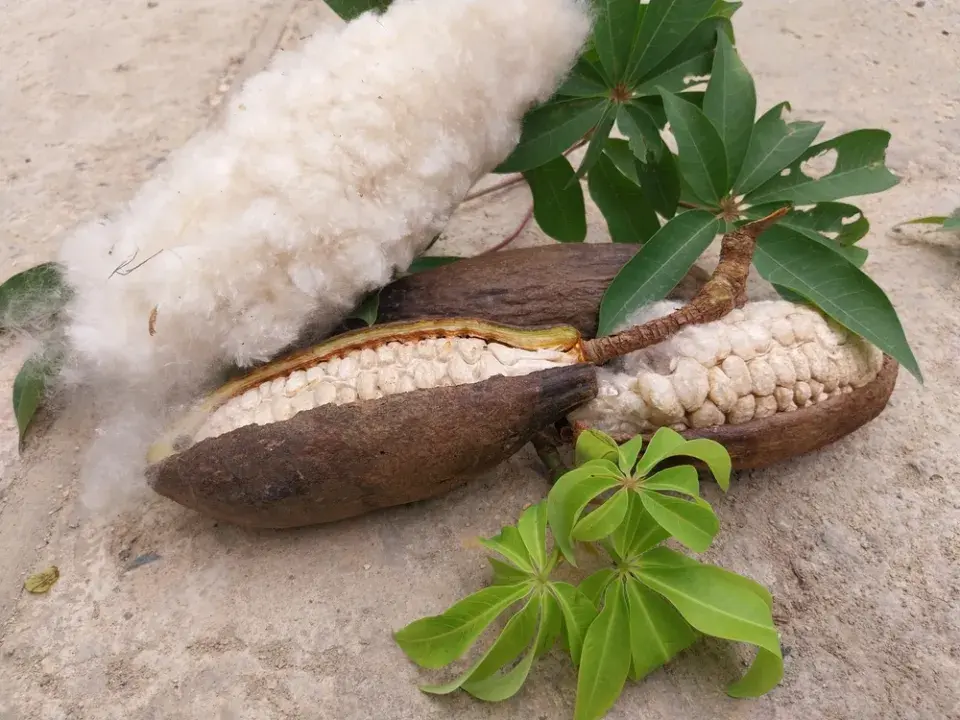 nejkrásnější stromy světa