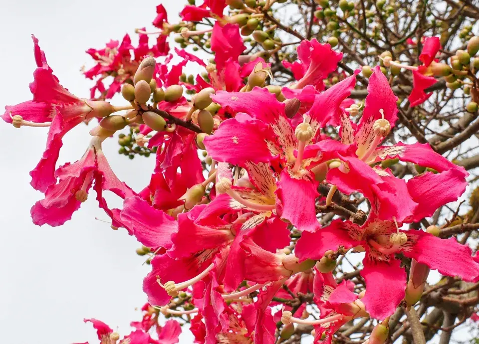 nejkrásnější stromy světa