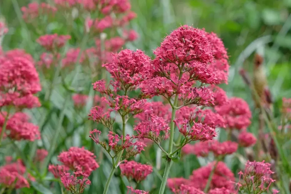 Dlouho kvetoucí trvalky 