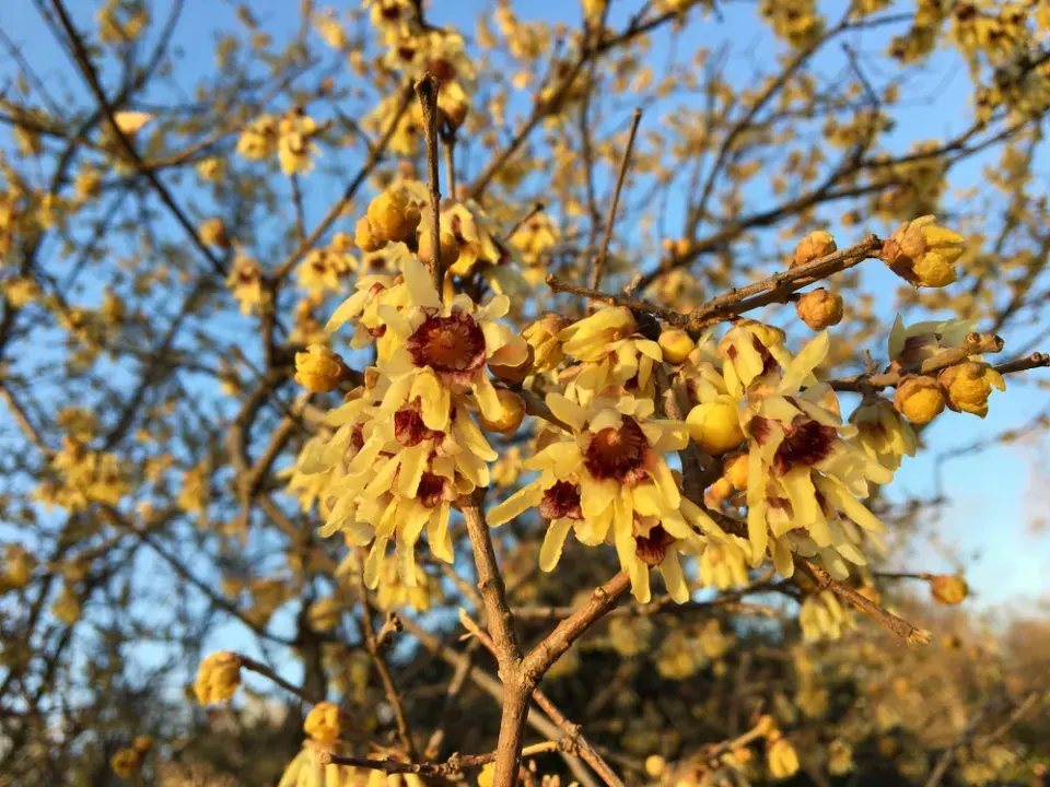 První jarní květy