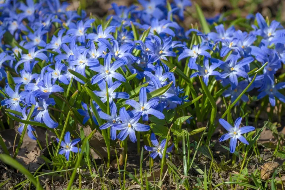 Ladonička (Chionodoxa luciliae)