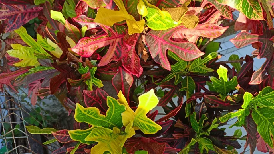 pokojovky s barevnými listy