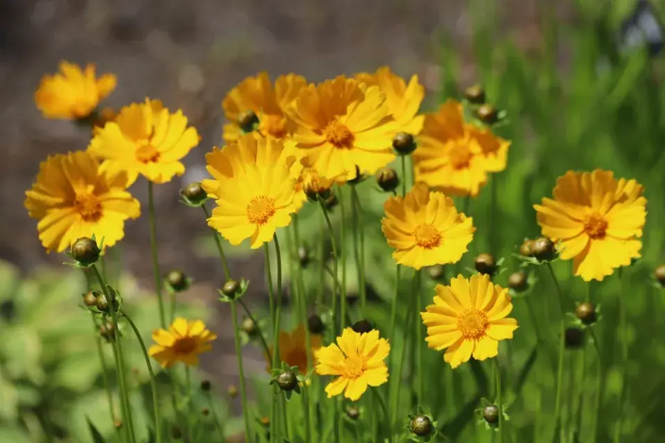 Dlouho kvetoucí trvalky 