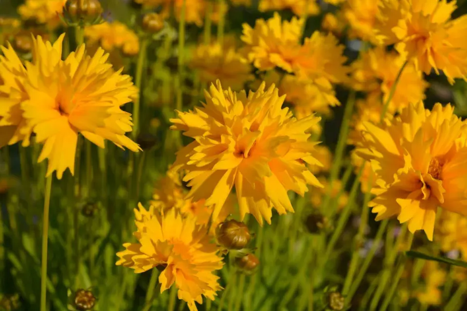 Dlouho kvetoucí trvalky 