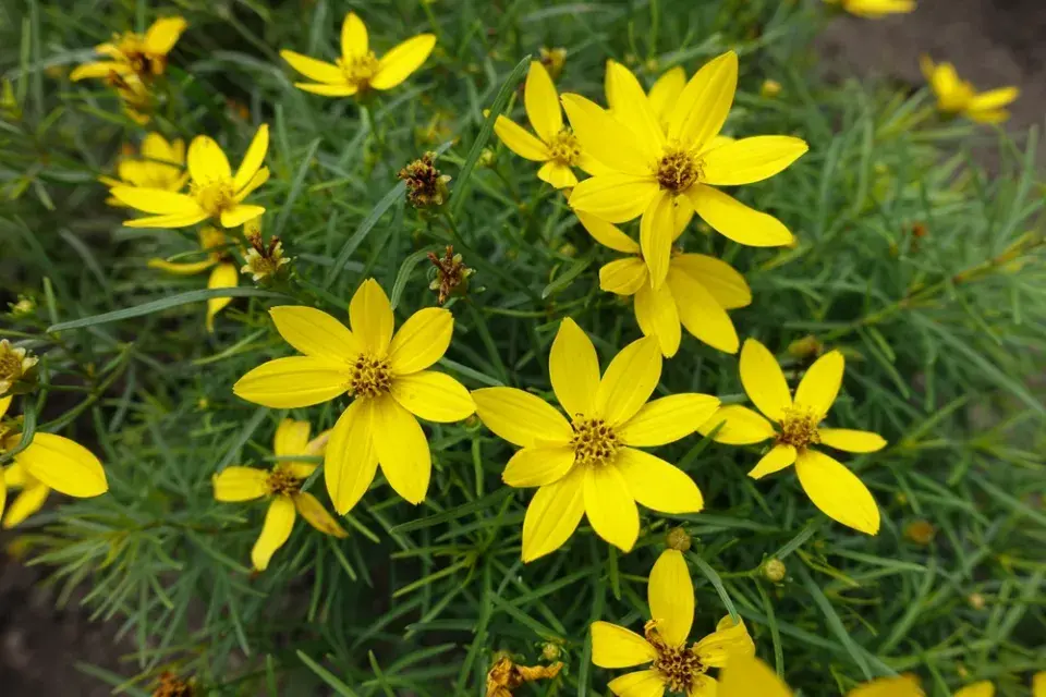 Dlouho kvetoucí trvalky 