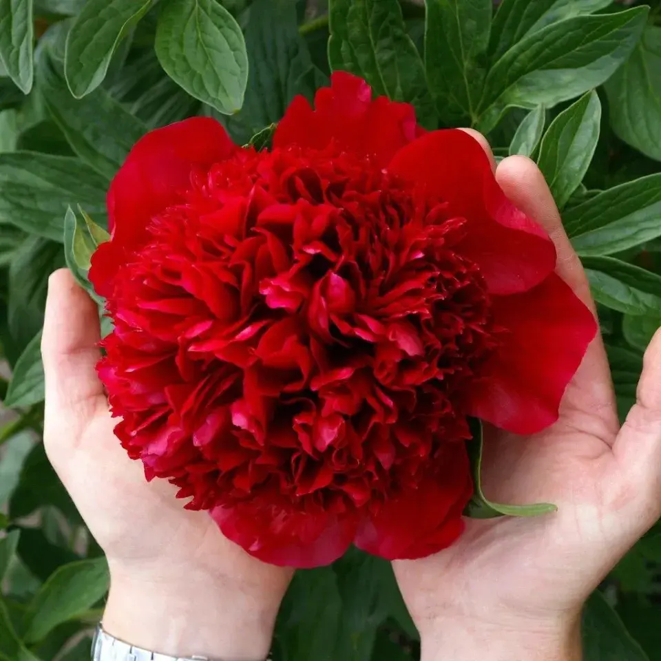 Red charm peony