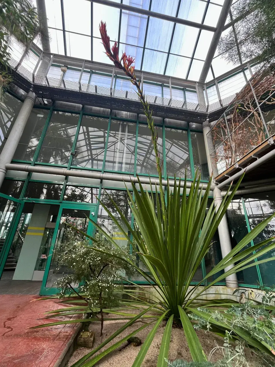 Nejúžasnější exotické rostliny na dosah: Doryanthes, která kvete po 31 letech