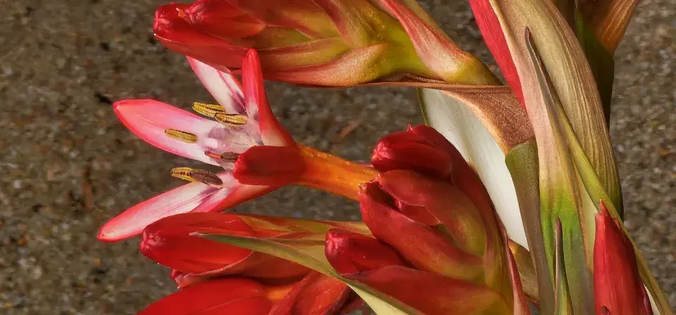 Doryanthes, která kvete po 31 letech