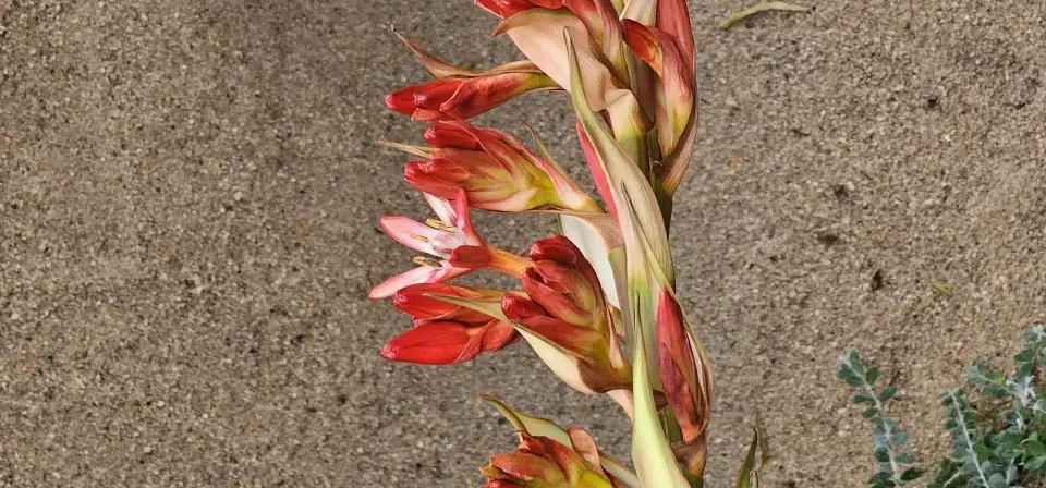 Nejúžasnější exotické rostliny na dosah: Doryanthes, která kvete po 31 letech