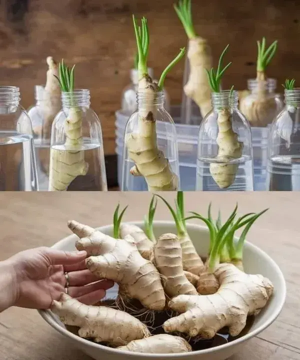 Pěstování zázvoru z kořene