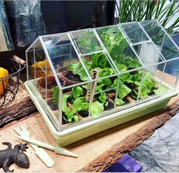 Domácí pěstování 