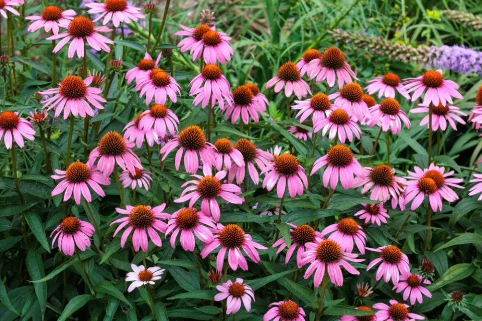 Dlouho kvetoucí trvalky 