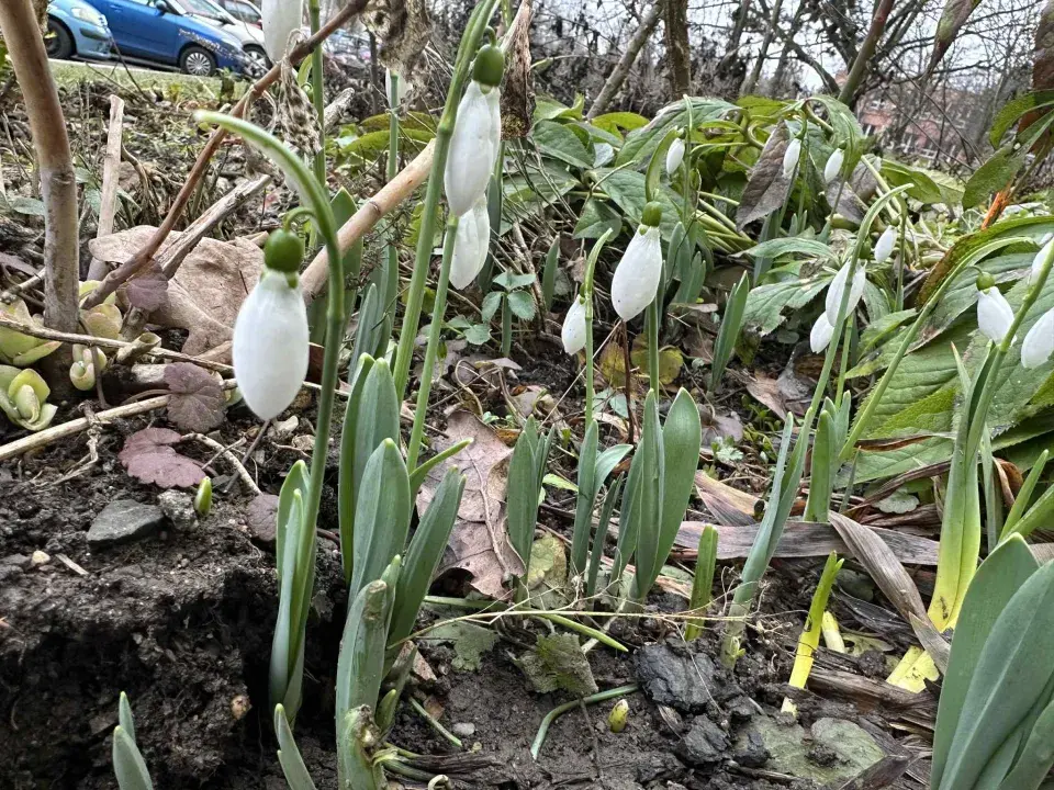 Sněženka podsněžník (Galanthus nivalis)
