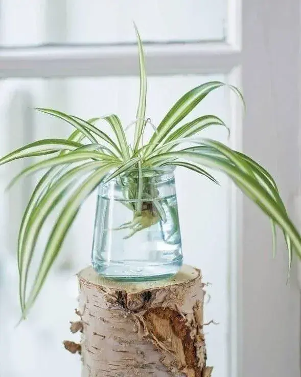 Pěstování zelence ve vodě