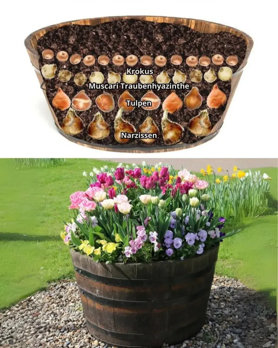 Netradiční sázení cibulovin a cibulové mísy promění vaši zahradu v malý ráj