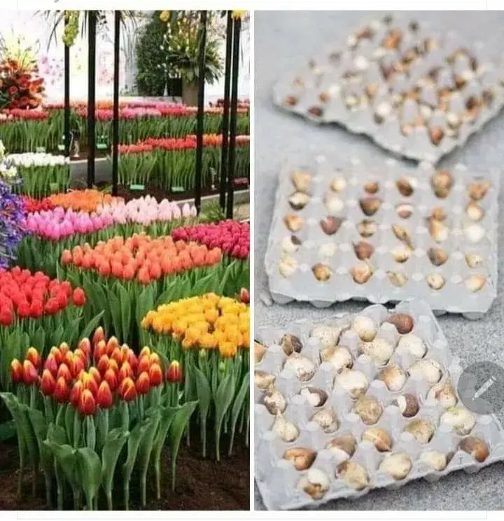 Netradiční sázení cibulovin a cibulové mísy promění vaši zahradu v malý ráj