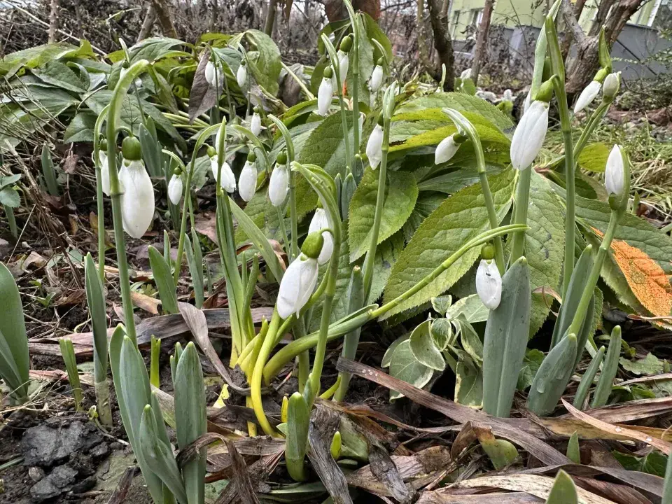 Sněženka podsněžník (Galanthus nivalis)