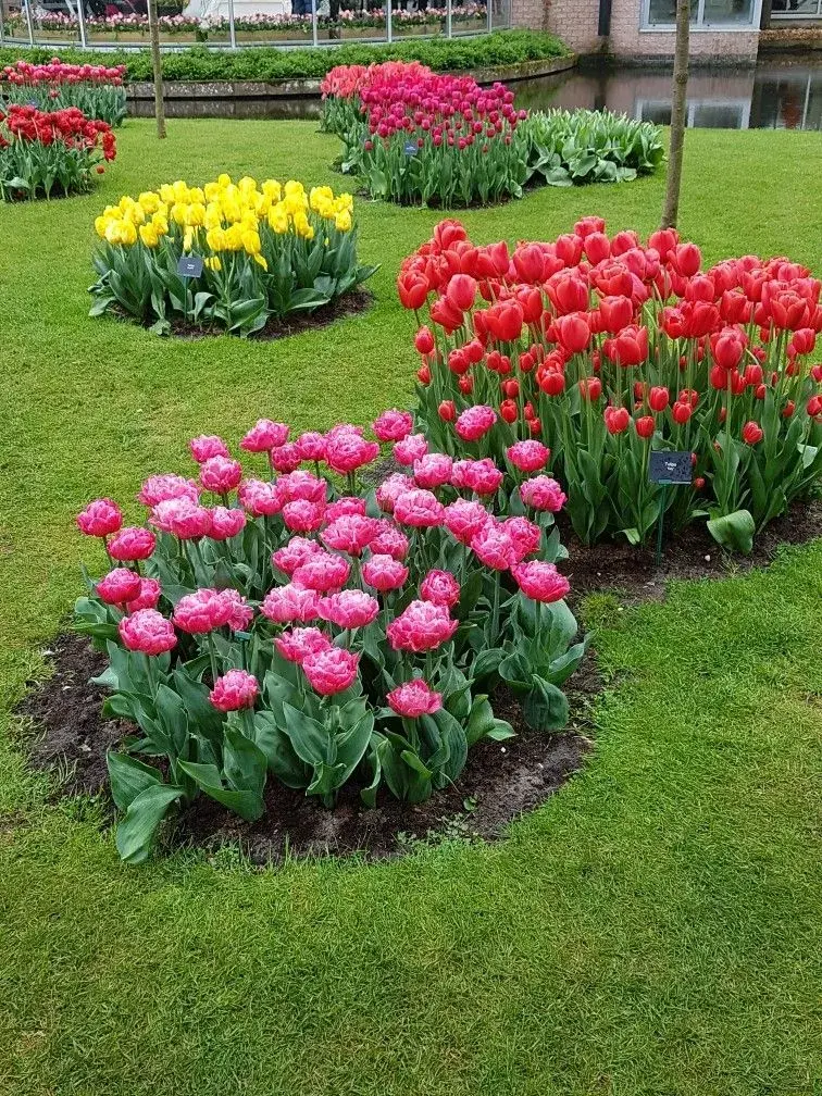 Netradiční sázení cibulovin a cibulové mísy promění vaši zahradu v malý ráj