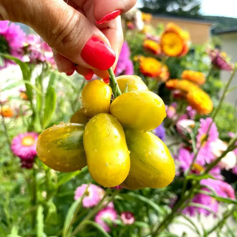 Reisetomate PHIL`S TWO