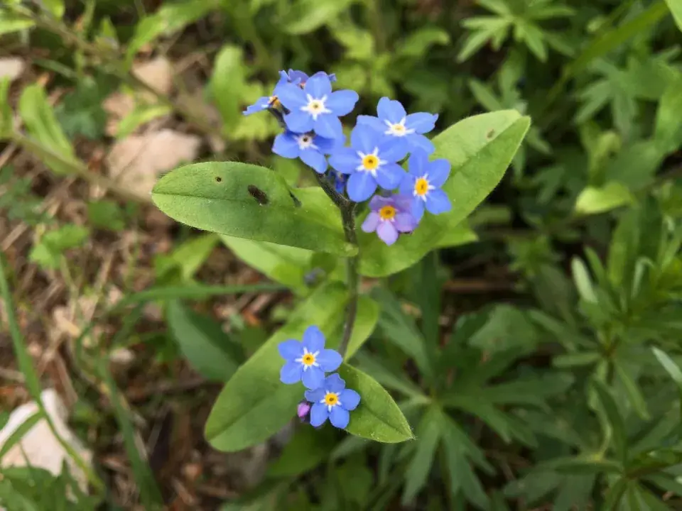  Jarní balkonovky nejsou jen krátkodobou ozdobou, některé druhy plynule navážou na letní výsadbu