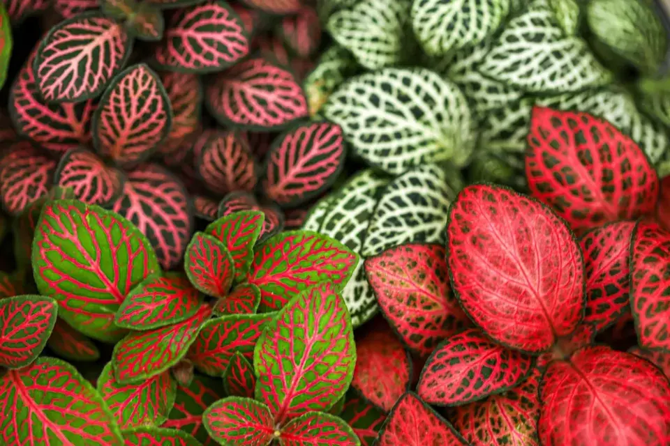 pokojovky s barevnými listy