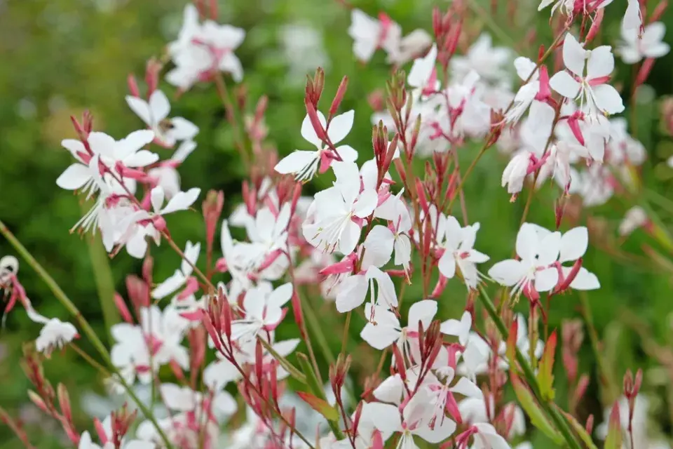Dlouho kvetoucí trvalky 