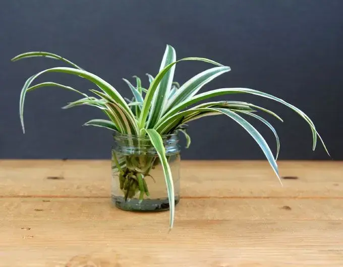 Pěstování zelence ve vodě