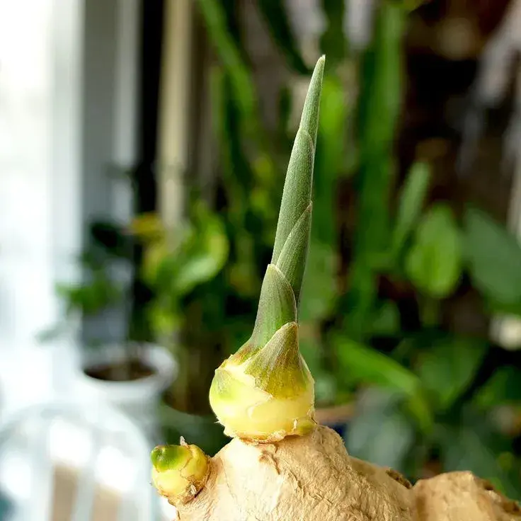 Pěstování zázvoru z kořene