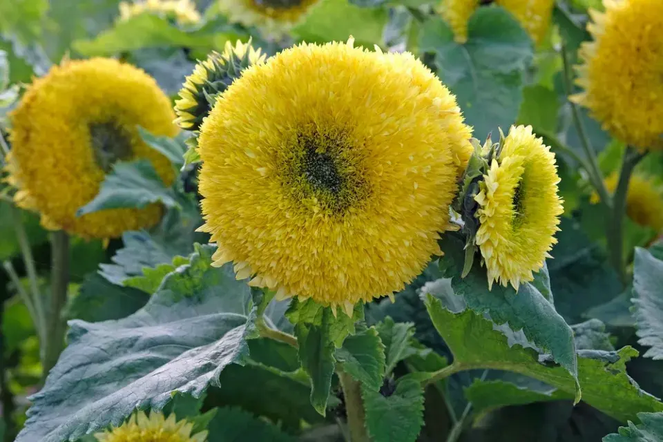 Barevné slunečnice