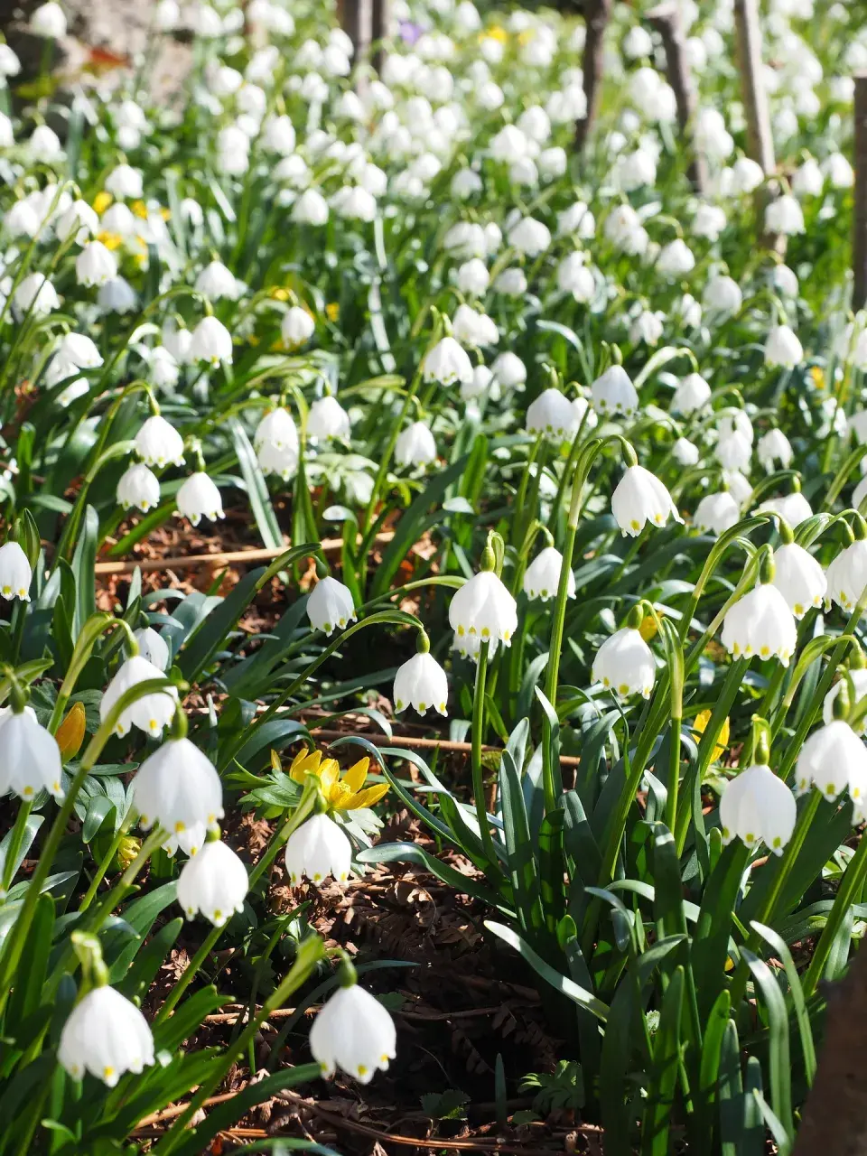 Bledule jarní (Leucojum vernum)
