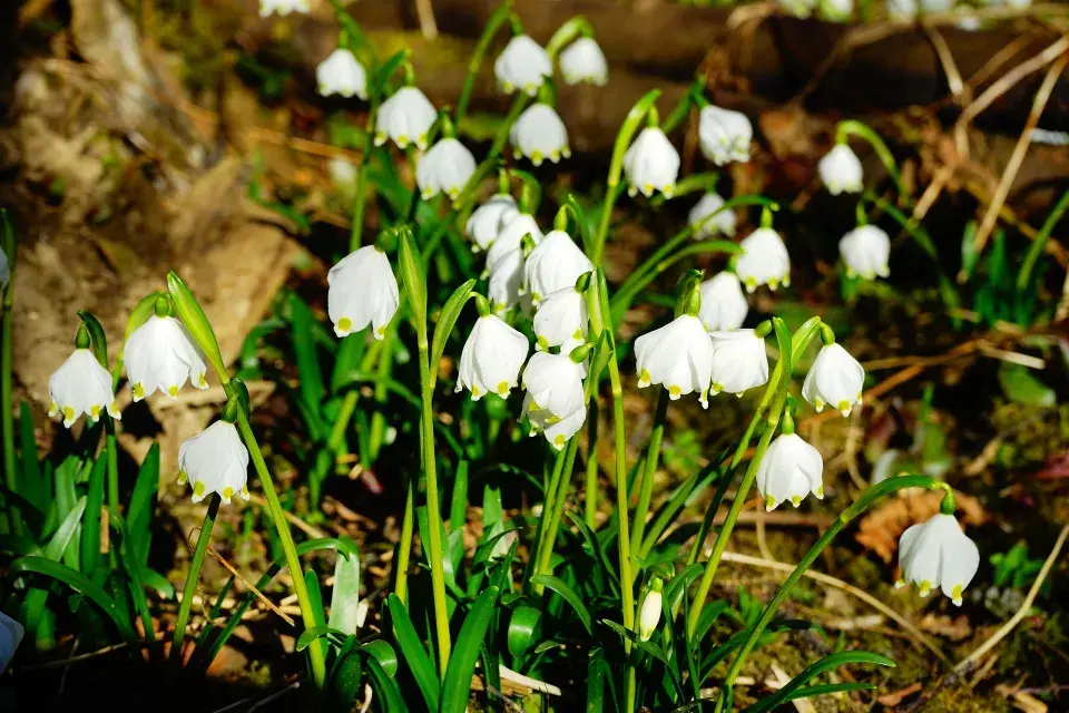 Bledule jarní (Leucojum vernum)