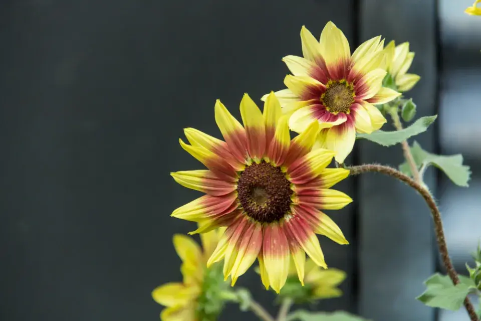 Barevné slunečnice