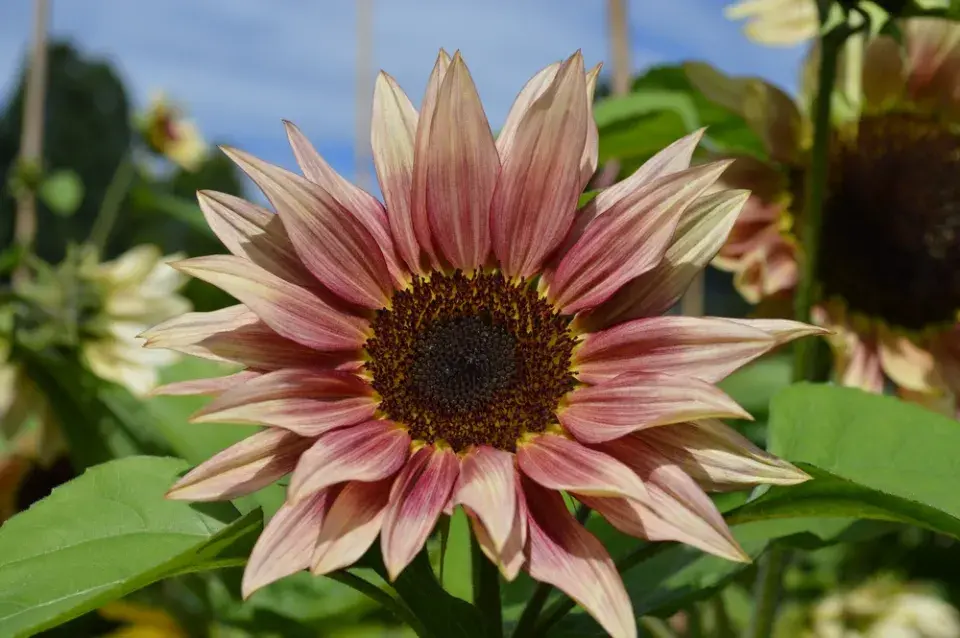 Barevné slunečnice