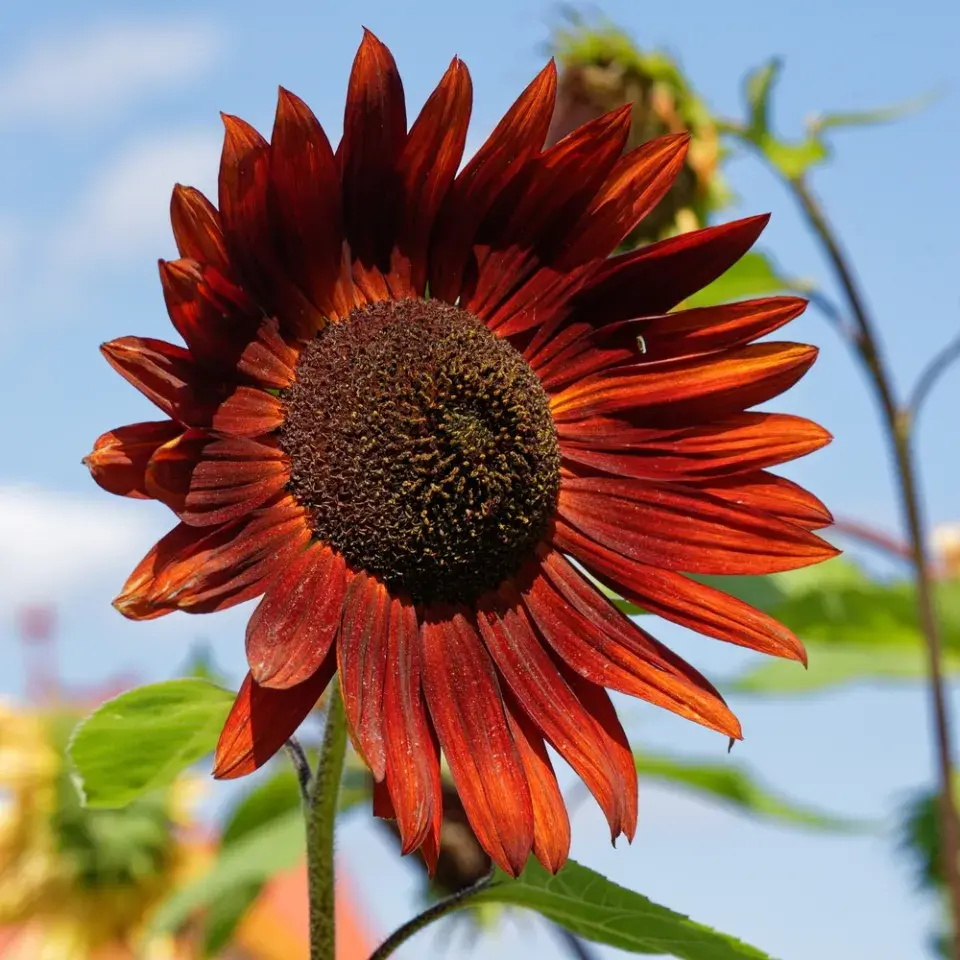 Barevné slunečnice