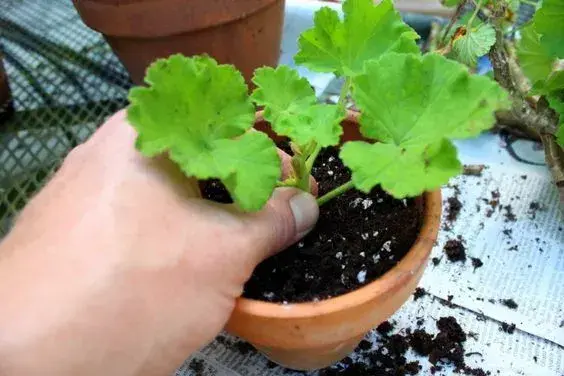 Předpěstování květin