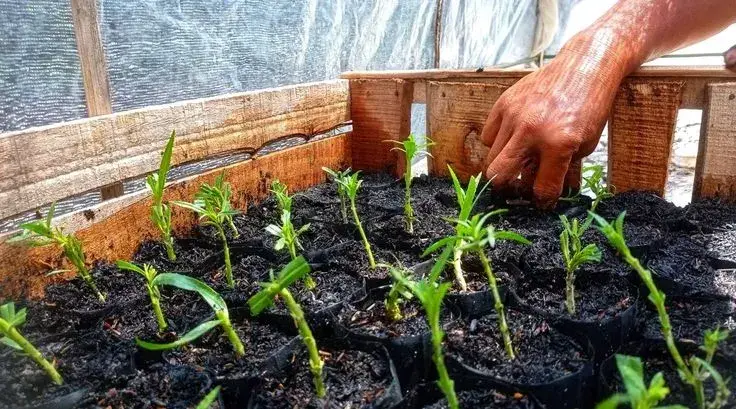 Předpěstování květin