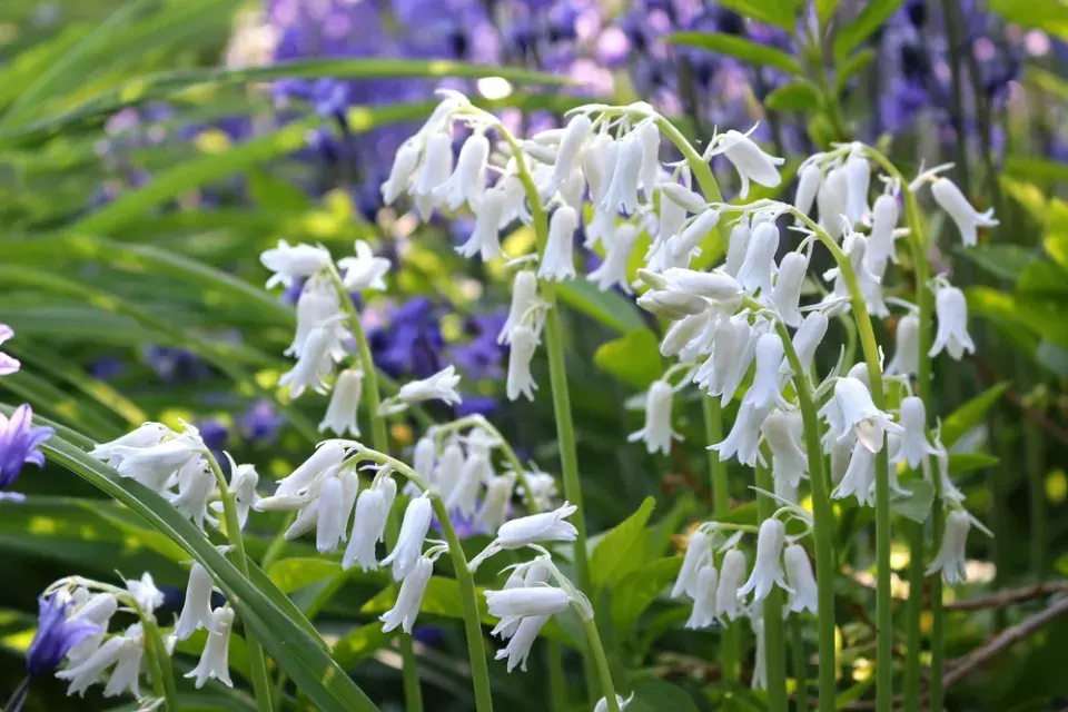 Hyacintovec španělský (Hyacinthoides hispanica)