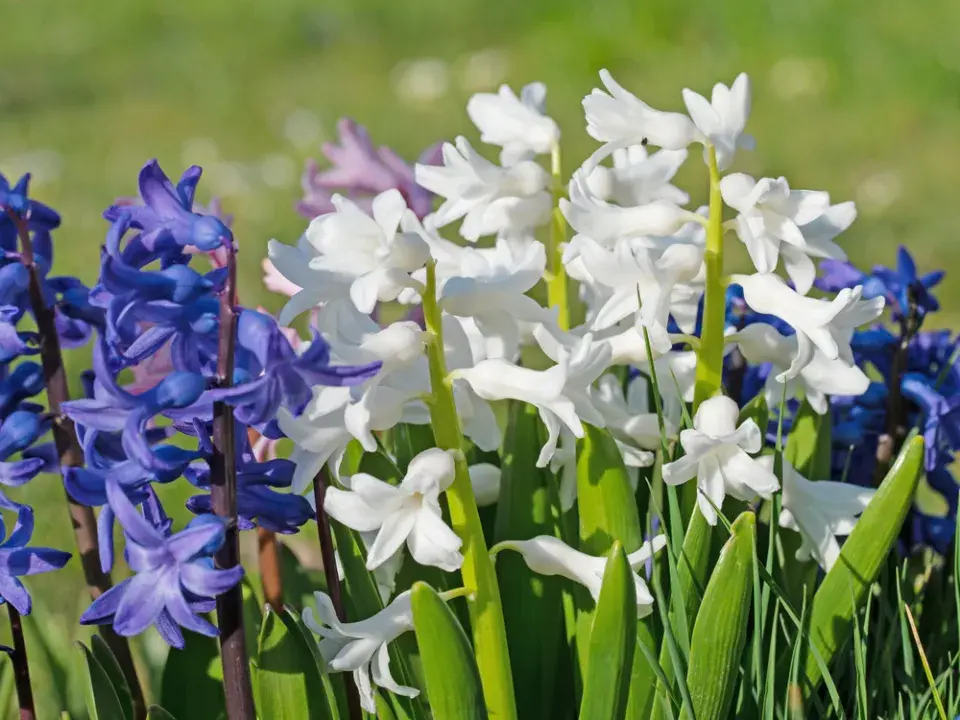 Hyacint východní (Hyacinthus orientalis)