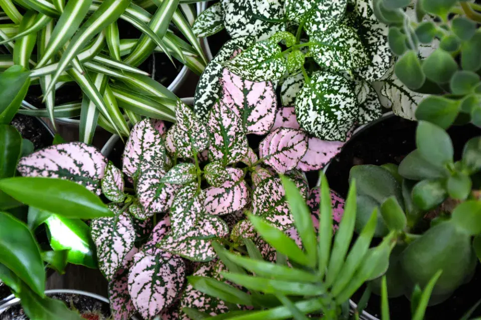 pokojovky s barevnými listy