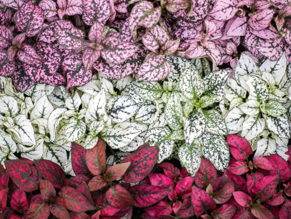 pokojovky s barevnými listy