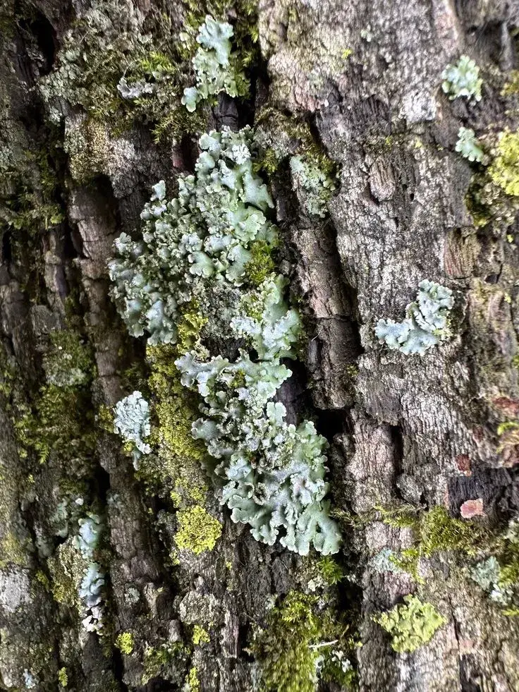Lišejník na stromech