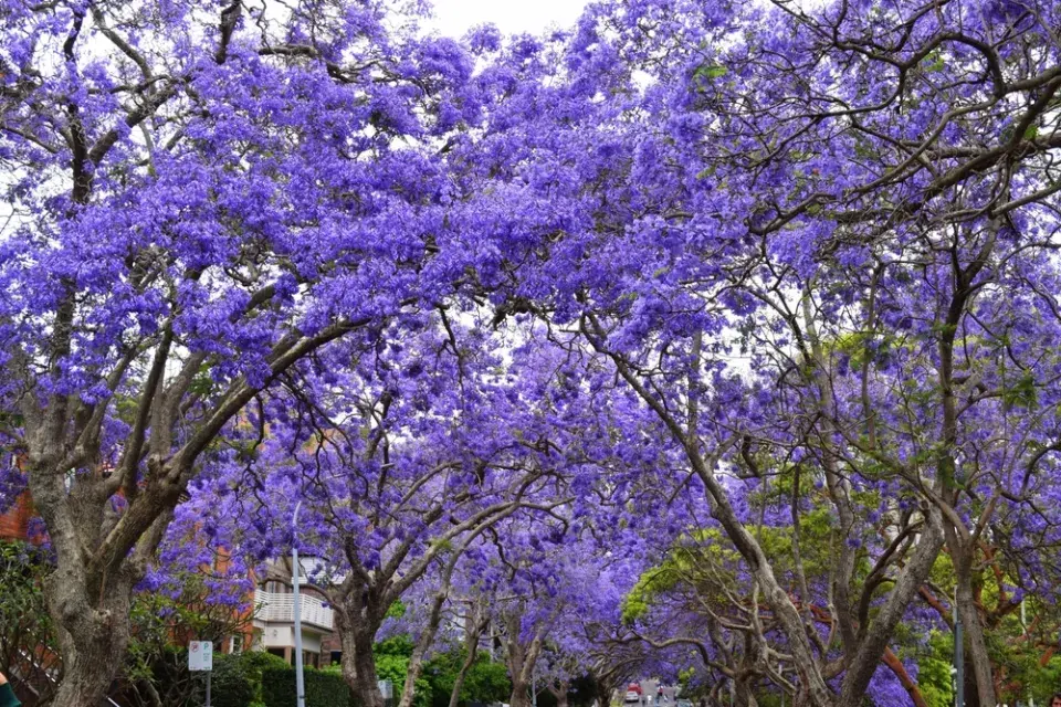 nejkrásnější stromy světa