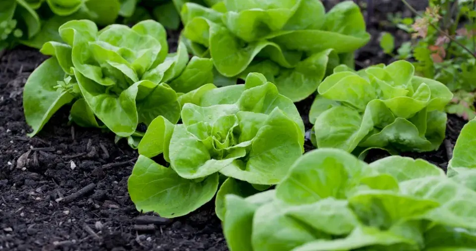 Co zasadit k jahodám