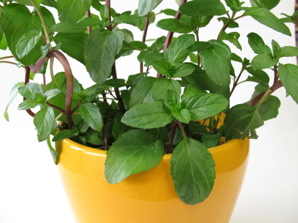 Druhy máty přehledně