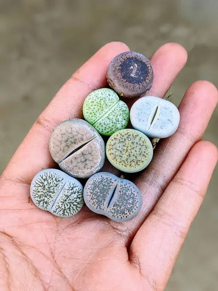 Pěstování živých kamenů