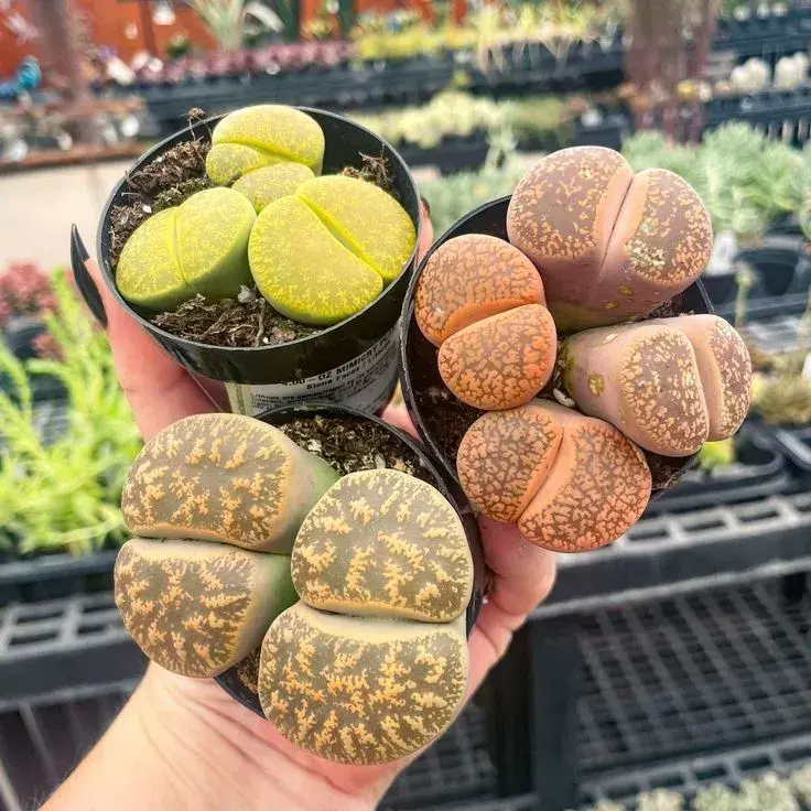 Pěstování živých kamenů