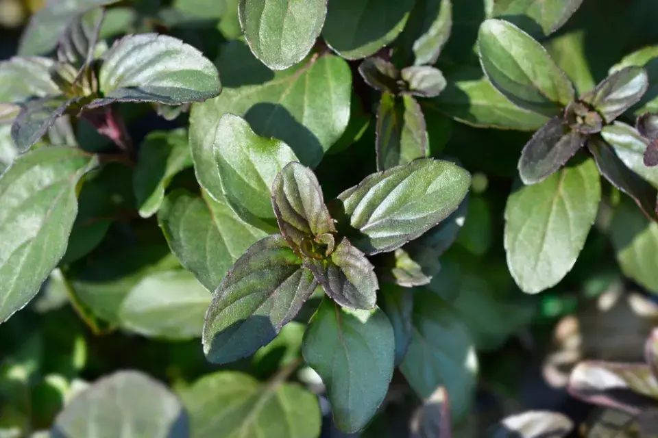 Druhy máty přehledně