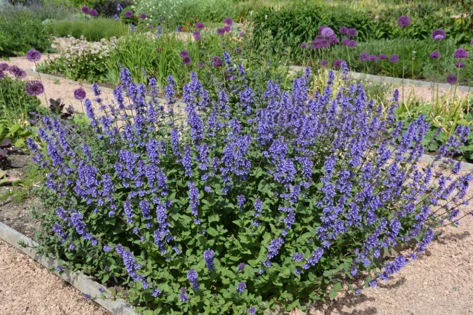 Dlouho kvetoucí trvalky 