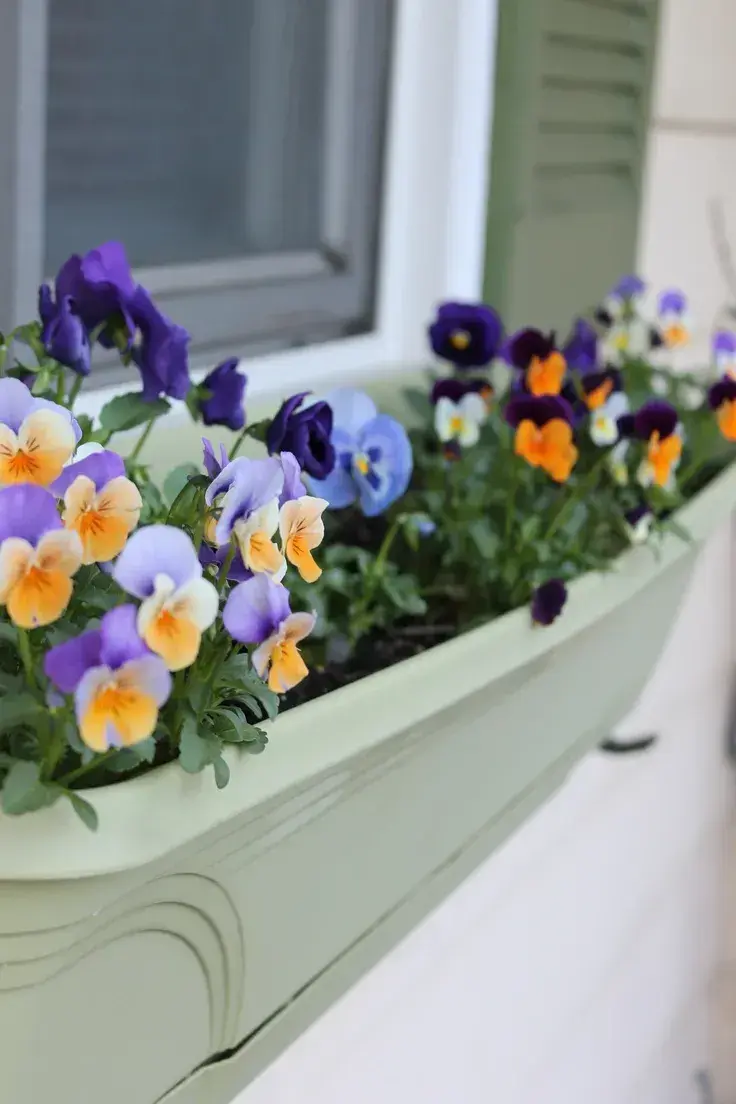 Macešky do truhlíku na parapet